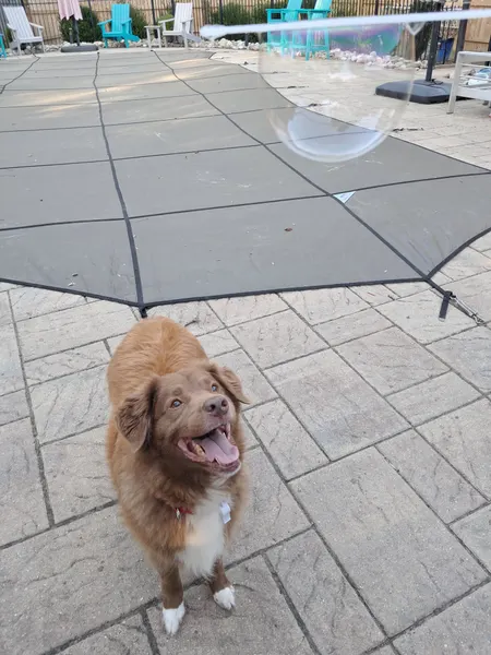 Dog enjoying bubble time